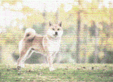 Shiba Inu Doge GIF