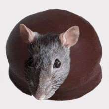 Teacake Rat GIF - Teacake Rat Rats GIFs