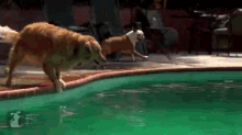 Dog Jumping In Water GIF - Dogs Swimmingpool Jump GIFs
