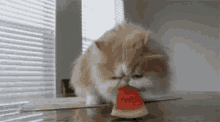 Cat Cute GIF - Cat Cute Watermelon GIFs