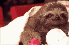 Flower Love You Lots GIF - Flower Love You Lots Sloth GIFs