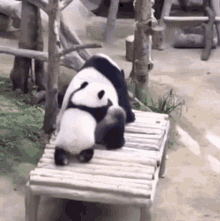 Hug Baby GIF - Hug Baby Panda GIFs
