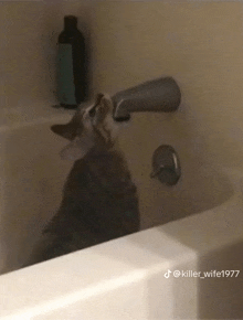 Cat Drinking Water GIF - Cat Drinking Water GIFs