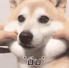 หมาชิบะ บีบแก้ม GIF - Shiba Dog Squeeze Cheek Cheek Squeezing GIFs