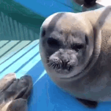 Seal Fish GIF - Seal Fish GIFs