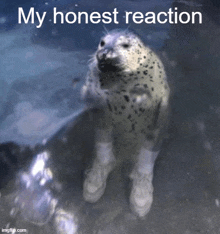 Seal My Honest Reaction GIF