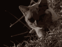 Cat Cute GIF - Cat Cute Barn GIFs