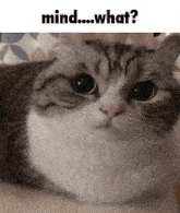 a cat is laying down with the words mind what written below it