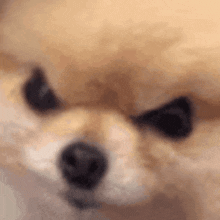 Angry Pomeranian GIF - Angry Pomeranian Dog GIFs