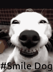Smile Dogs Aww GIF