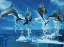 Dolphin Splash GIF - Dolphin Splash GIFs