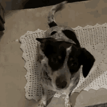 a small black and white dog is standing on a crocheted rug looking up at the camera .