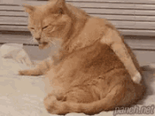 가려워 가렵다 가려움 GIF - Cat Scratching Itchy GIFs