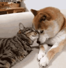 Interspecies Snugglin' GIF - Dog Cat Friends GIFs
