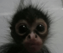 Monkey GIF on GIFER - by Mazuzilkree