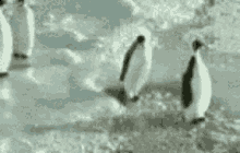 Sleep Pingvin Penguin GIF