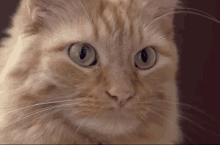 Cat Stare Cat GIF - Cat Stare Cat Cat Attitude GIFs
