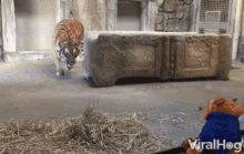 Tiger Wants A Toy Glass Case GIF - Tiger Wants A Toy Glass Case Tiger GIFs