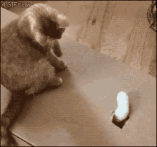 Cat Playing GIF - Cat Playing GIFs