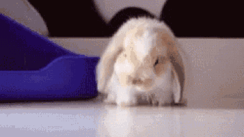File:Sleepy rabbit.gif - Wikipedia