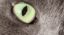 To Nemyslíšvážne Mačka Jackie GIF - To Nemyslíšvážne Mačka Jackie Meow GIFs
