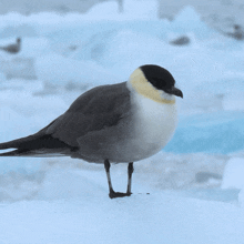 Looking Around Long-tailed Skua GIF - Looking Around Long-tailed Skua Robert E Fuller GIFs