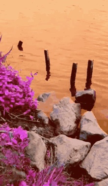 hue toxic toxic lake video edit video art