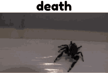Spider Death GIF - Spider Death Meme GIFs