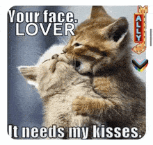 two kittens are kissing each other with a caption that says `` your face lover it needs my kisses ''