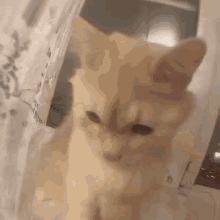 Cat Cat Crazy GIF - Cat Cat Crazy Cat Crazy Cat Etobuto GIFs