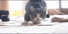 Shaquille O Neal Cat GIF - Shaquille O Neal Cat Shake GIFs