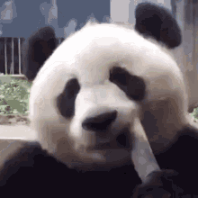 Panda Eat GIF - Panda Eat GIFs
