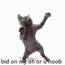 hypixel hypixel skyblock auction noob cat
