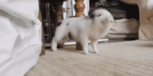 tweet pig dancing