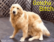 Dogs Funny Animals GIF - Dogs Dog Funny Animals GIFs