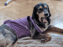 a dog wearing a purple shirt is yawning on the floor