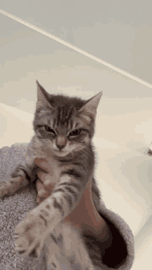 GIFs de Grrr Cat | Tenor