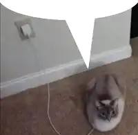 a cat laying on a carpet next to a charger