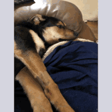 Silly Puppy GIF - Silly Puppy Puppies GIFs