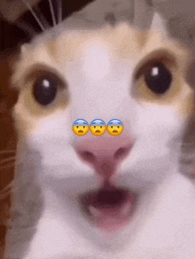 Wow Cat GIF - Wow Cat GIFs