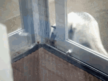 Tamandua Anteater GIF - Tamandua Anteater Not A Pet GIFs