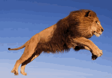 Lion Tiger GIF