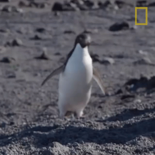 penguin slap gif