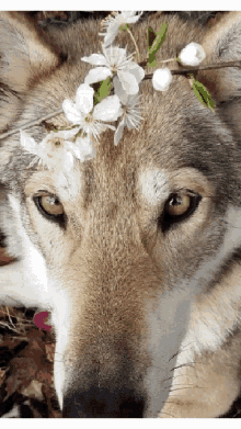 Wolf Wolfdog GIF - Wolf Wolfdog Spring Is Here GIFs