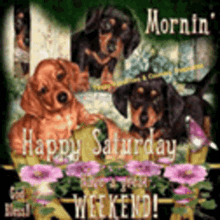 Puppies Sparkling GIF - Puppies Sparkling Morning GIFs