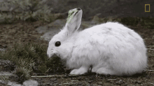 Eating National Geographic GIF - Eating National Geographic Artic Fox GIFs