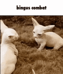 a group of hairless cats standing next to each other on a carpet with the caption " bingus combat "