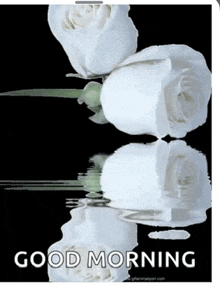 a good morning card with three white roses on a black background