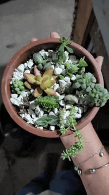 a person is holding a potted plant with many different types of plants