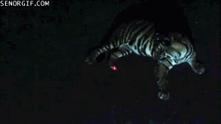 tiger attack gif